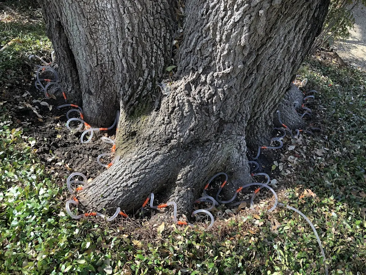 Detailed Tree Cabling and Bracing job site in Shawnee On Delaware