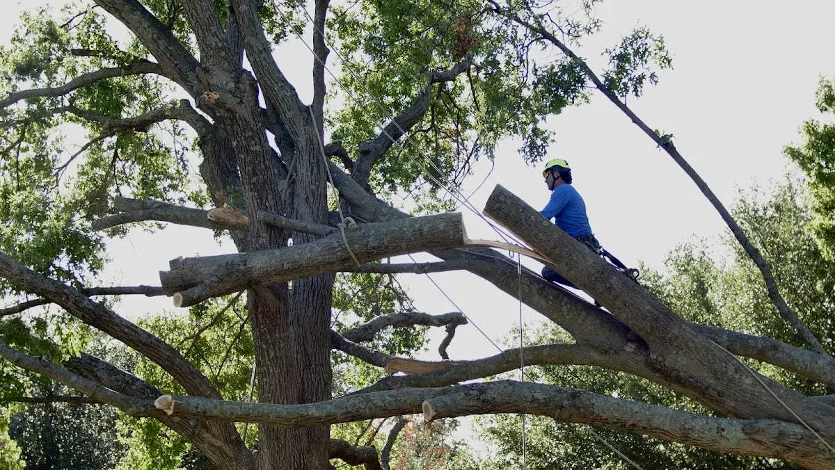 Professional Hazardous Tree Removal performed by certified arborists in Shawnee On Delaware