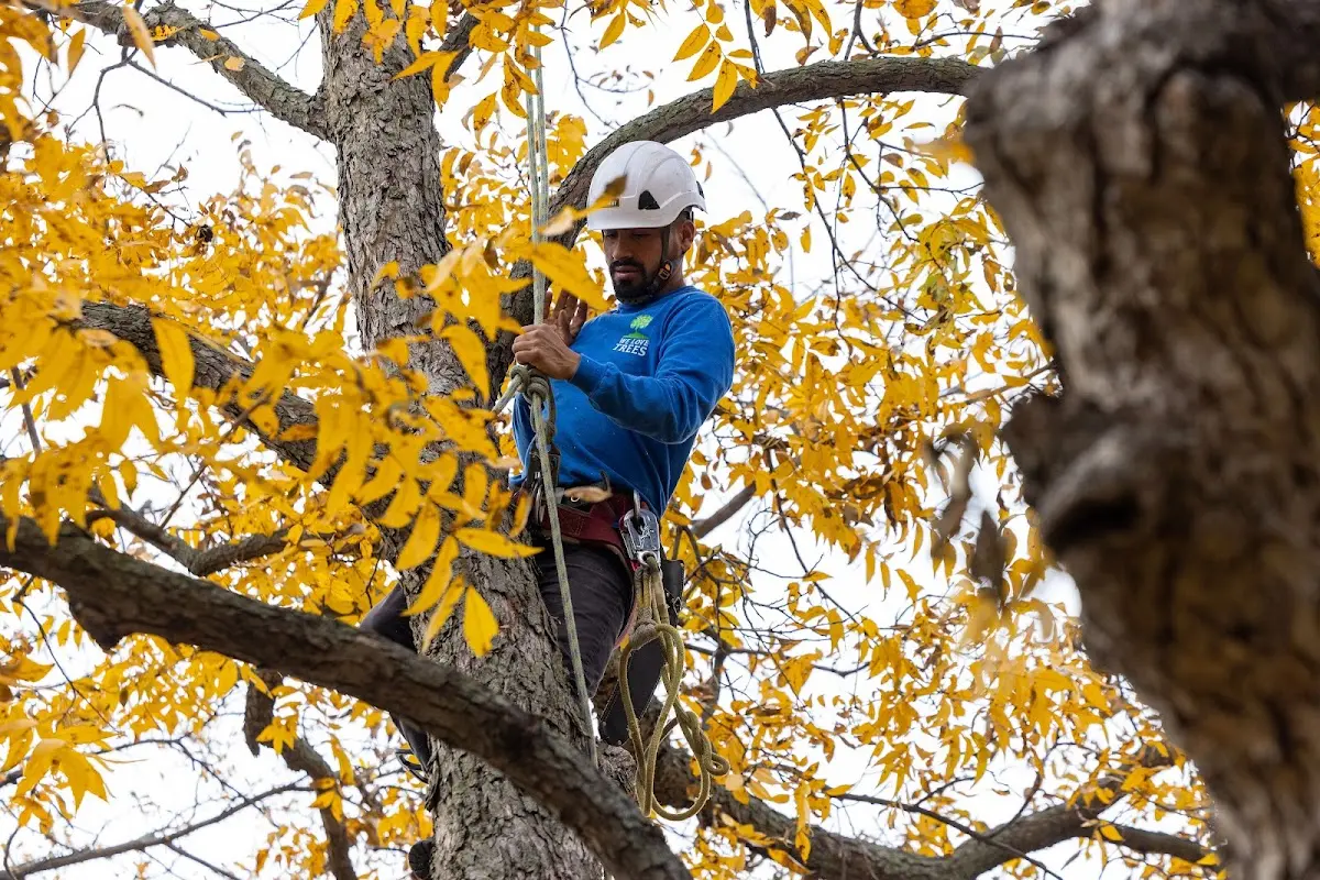 Skilled Tree Pruning crew working in Shawnee On Delaware