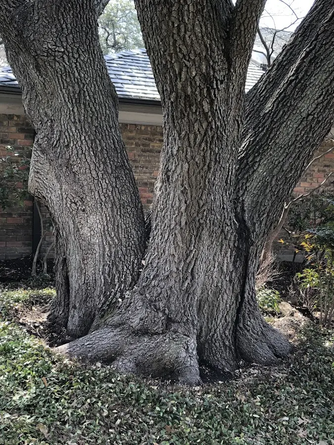 Mature heritage tree close to a Shawnee On Delaware property cared for by certified arborists